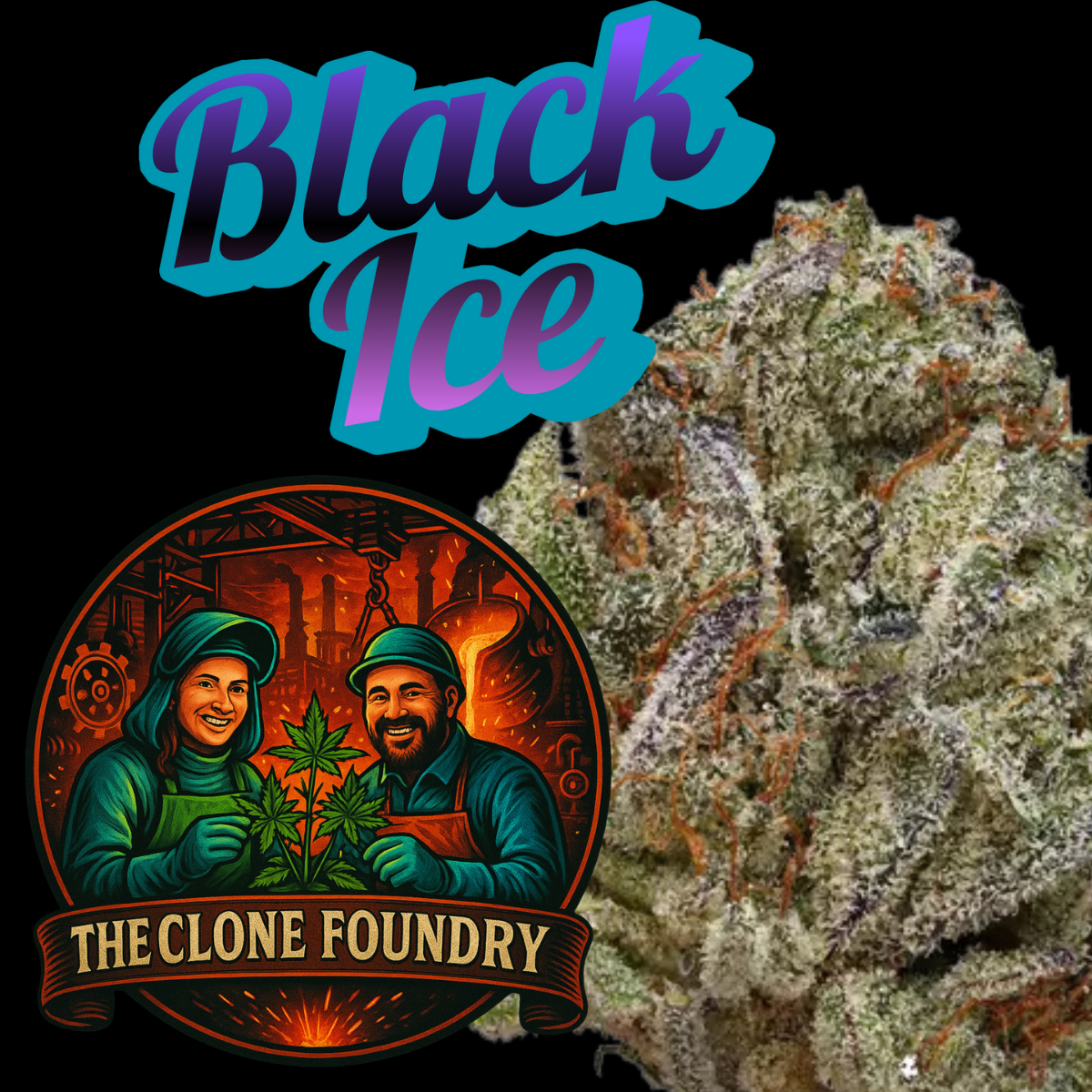 🌱 Black Ice