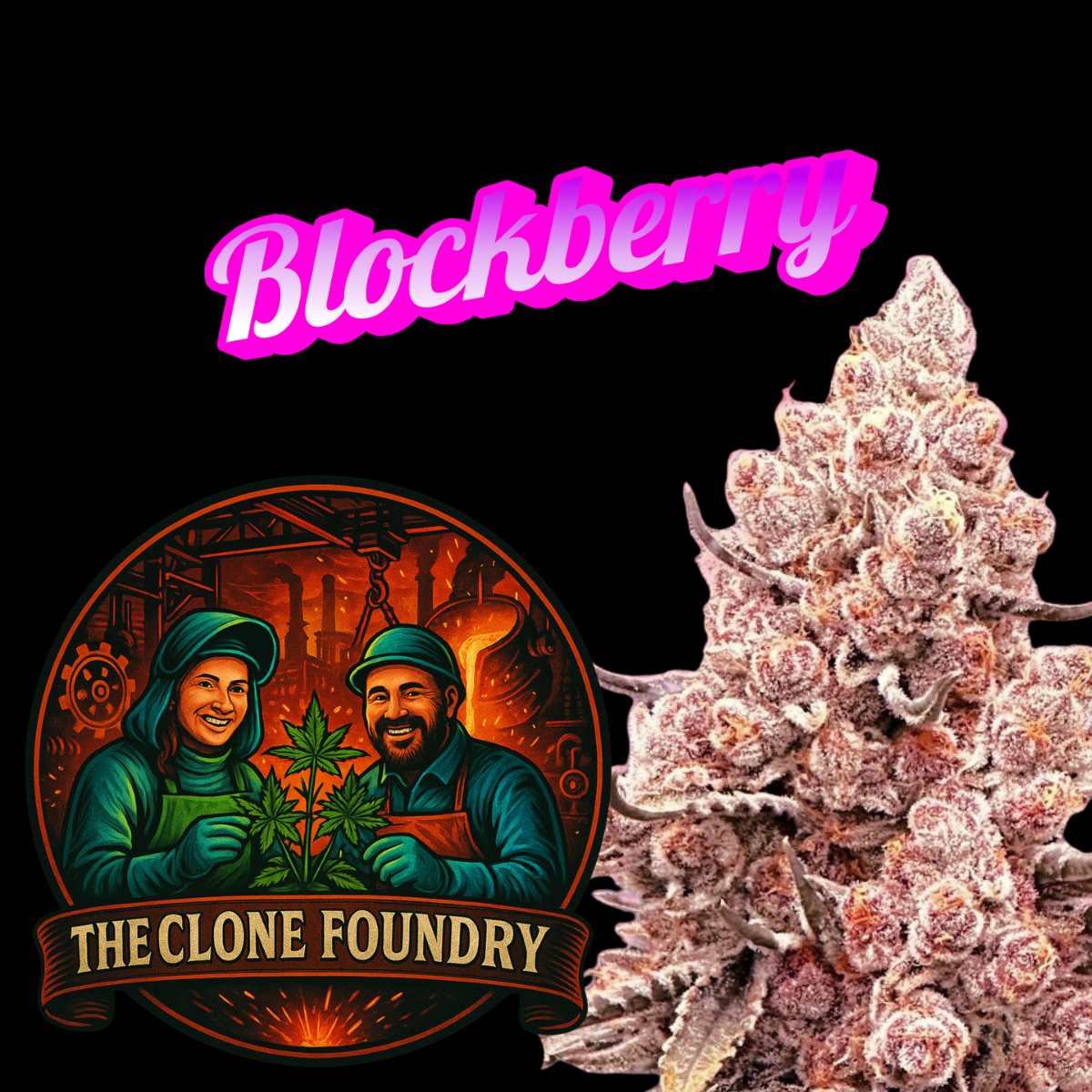 🌱 Blockberry