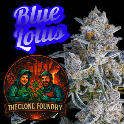 🌱 Blue Lotus