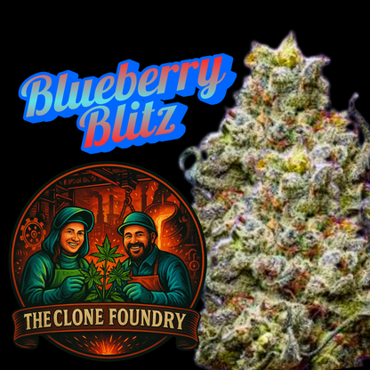 🌱 Blueberry Blitz