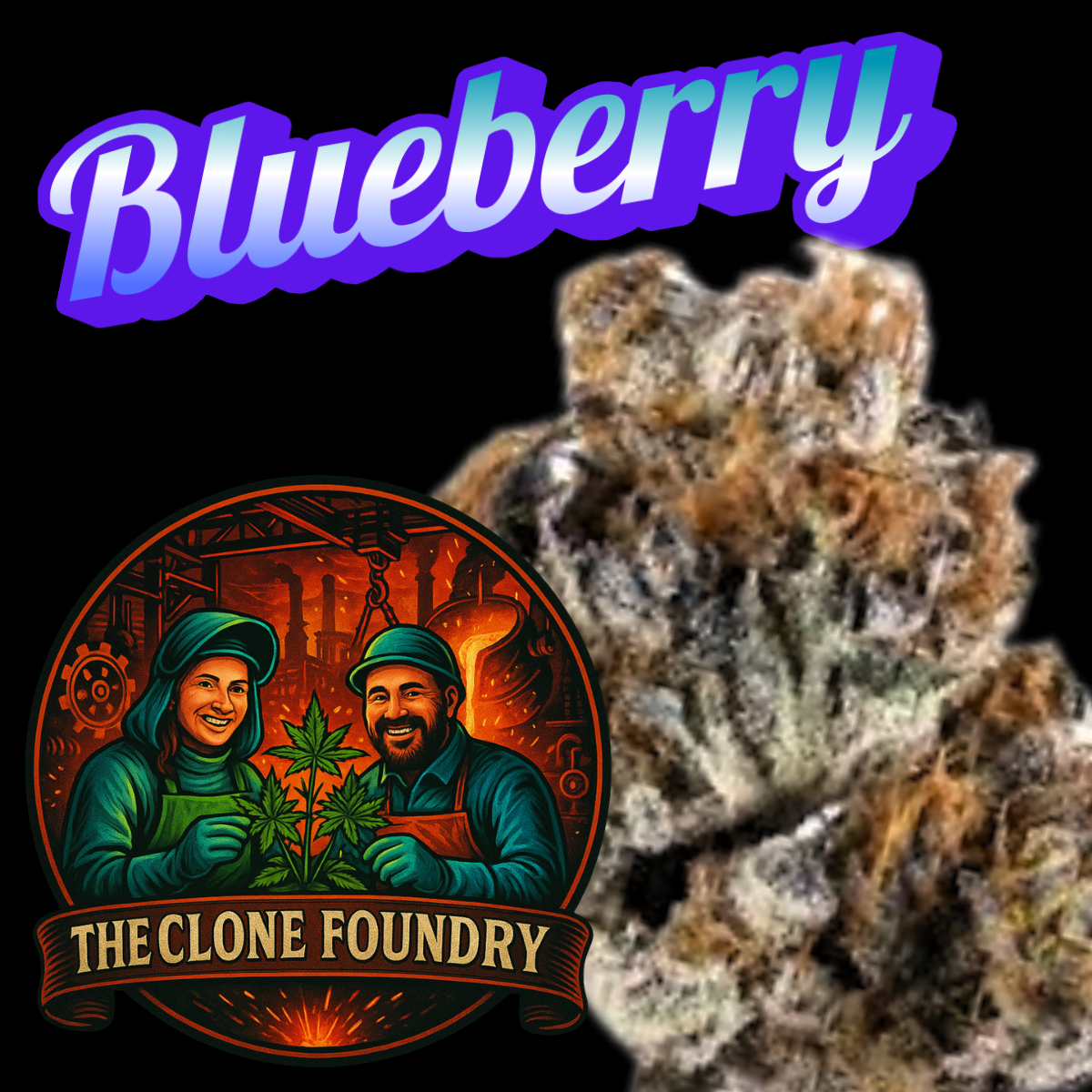 🌱 Blueberry 1994