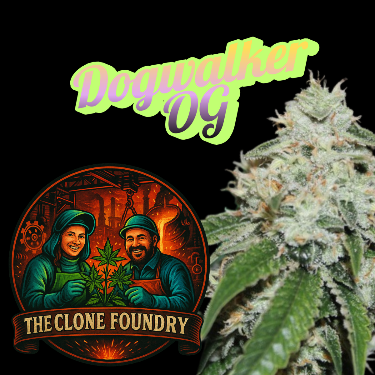 🌱 Dogwalker OG