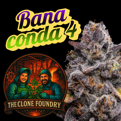 🌱 Bananaconda #4