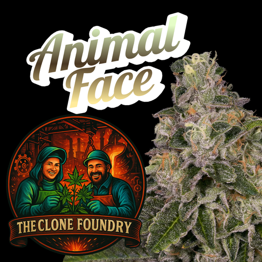 🌱 Animal Face