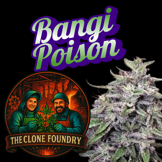 🌱 Bangi Poison