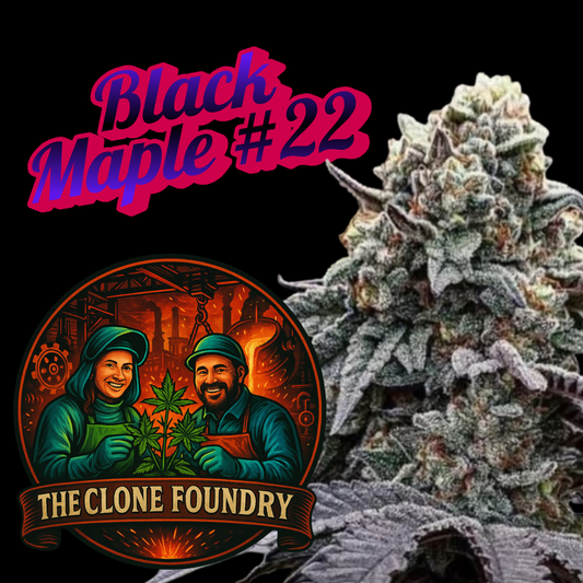 🌱 Black Maple #22