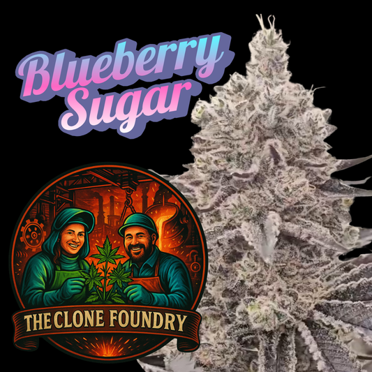 🌱 Blueberry Sugar
