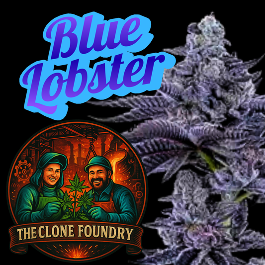 🌱 Blue Lobster